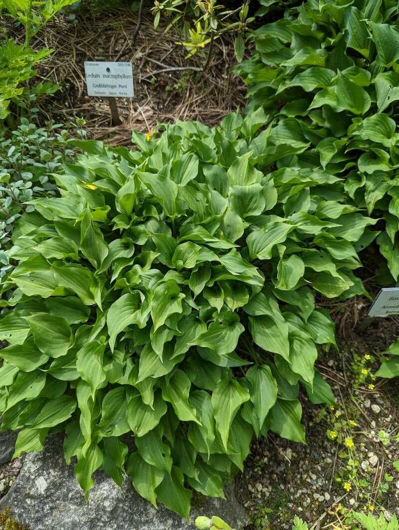 Hosta venusta habit