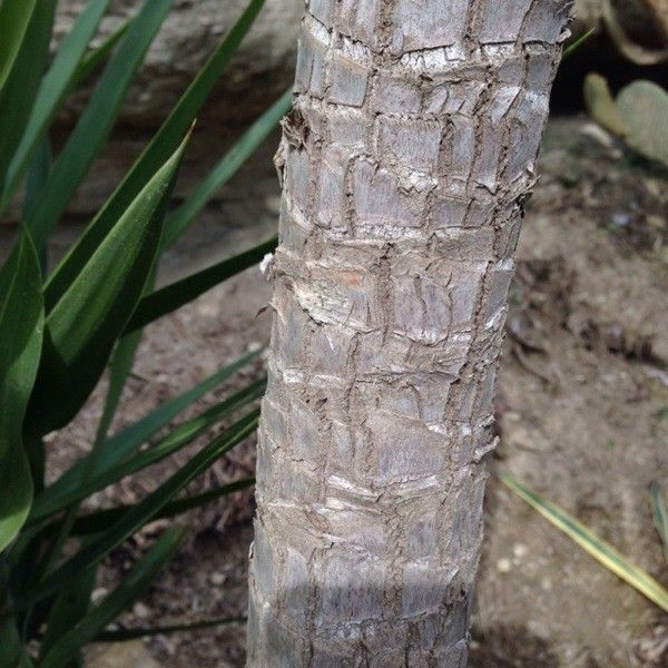 Yucca guatemalensis bark