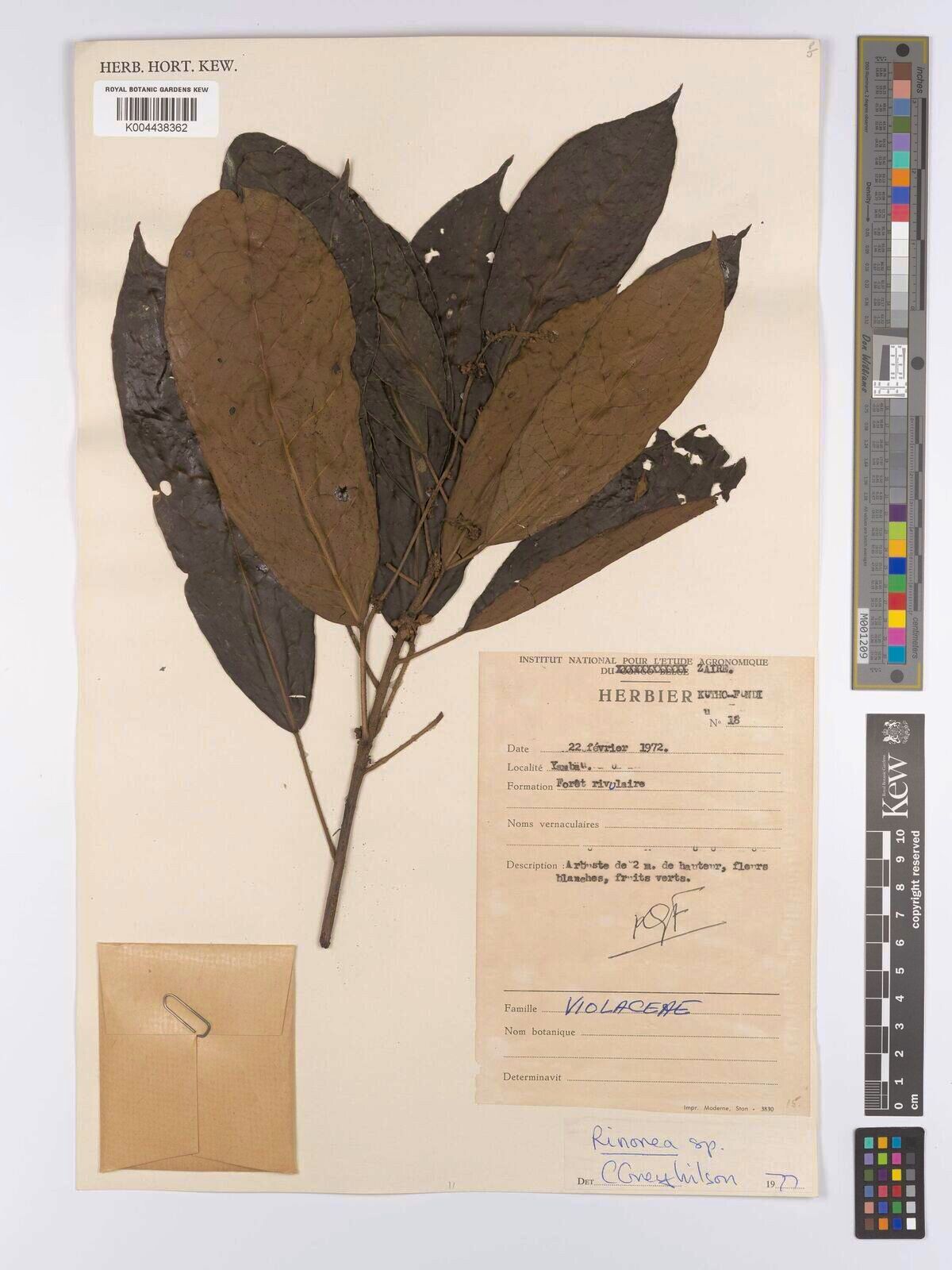 Rinorea ituriensis — houseplant care guide