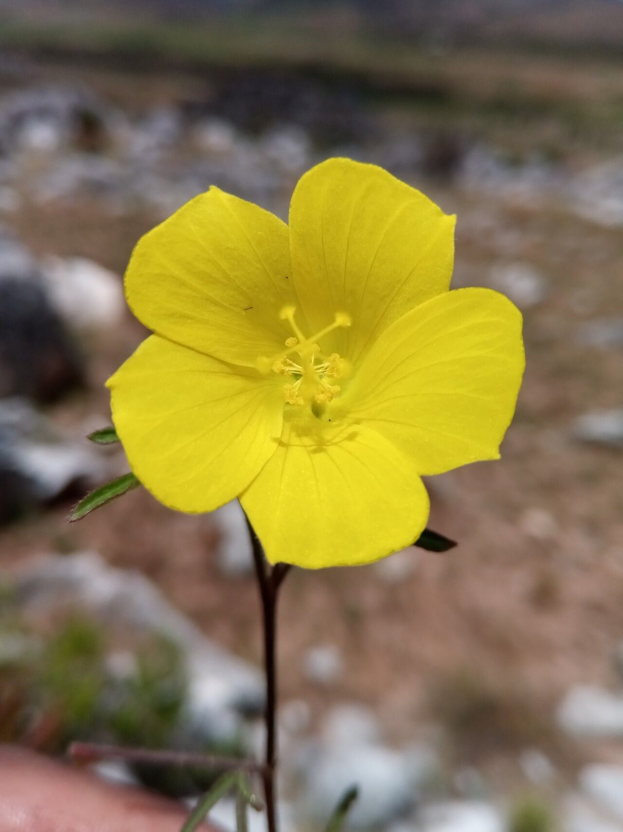 Hibiscus antanossarum flower