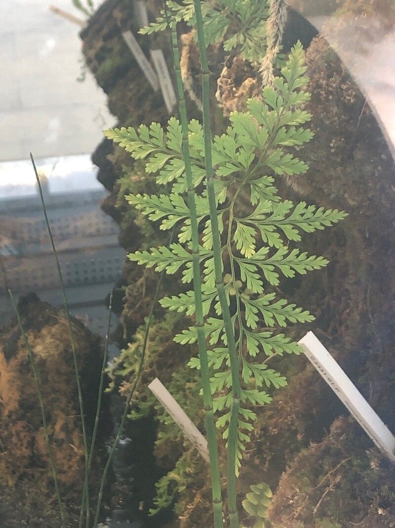 Rumohra adiantiformis leaf