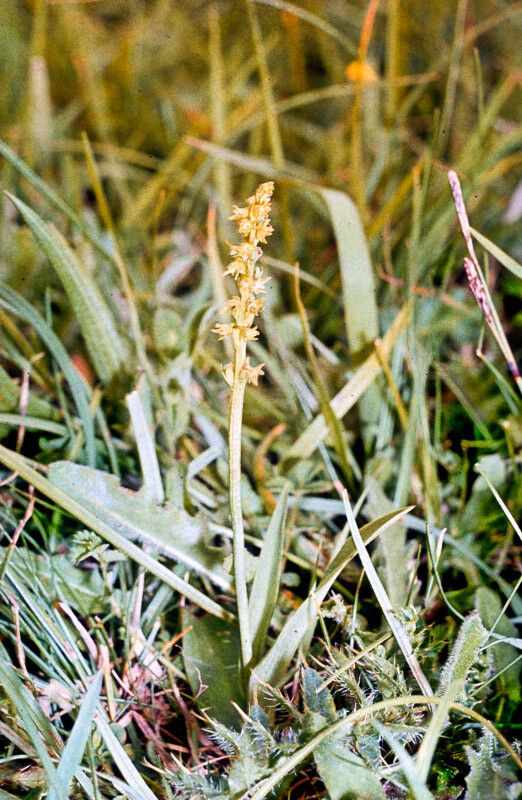 Herminium monorchis — search result for 'Germany'