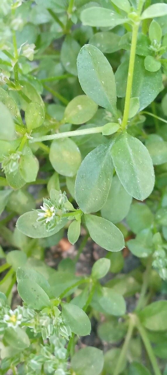 Polycarpon tetraphyllum leaf