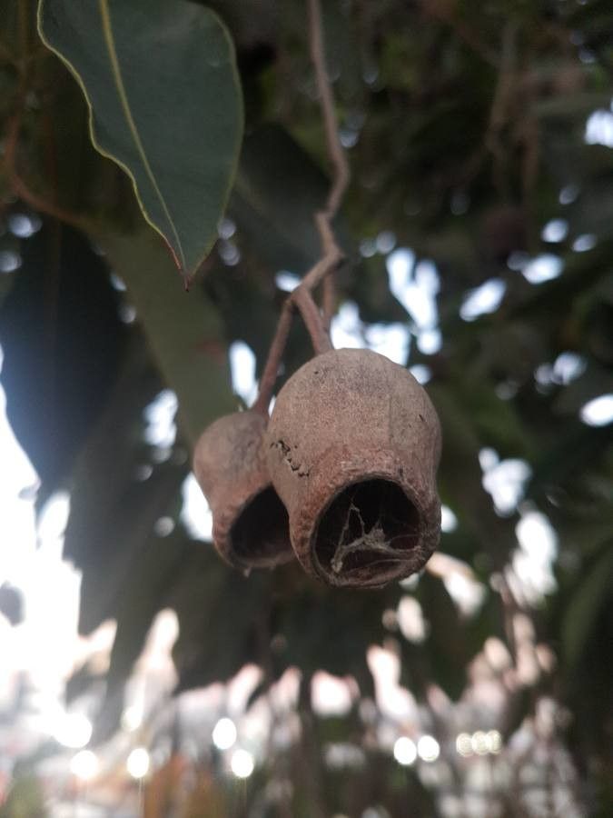 Eucalyptus viminalis fruit