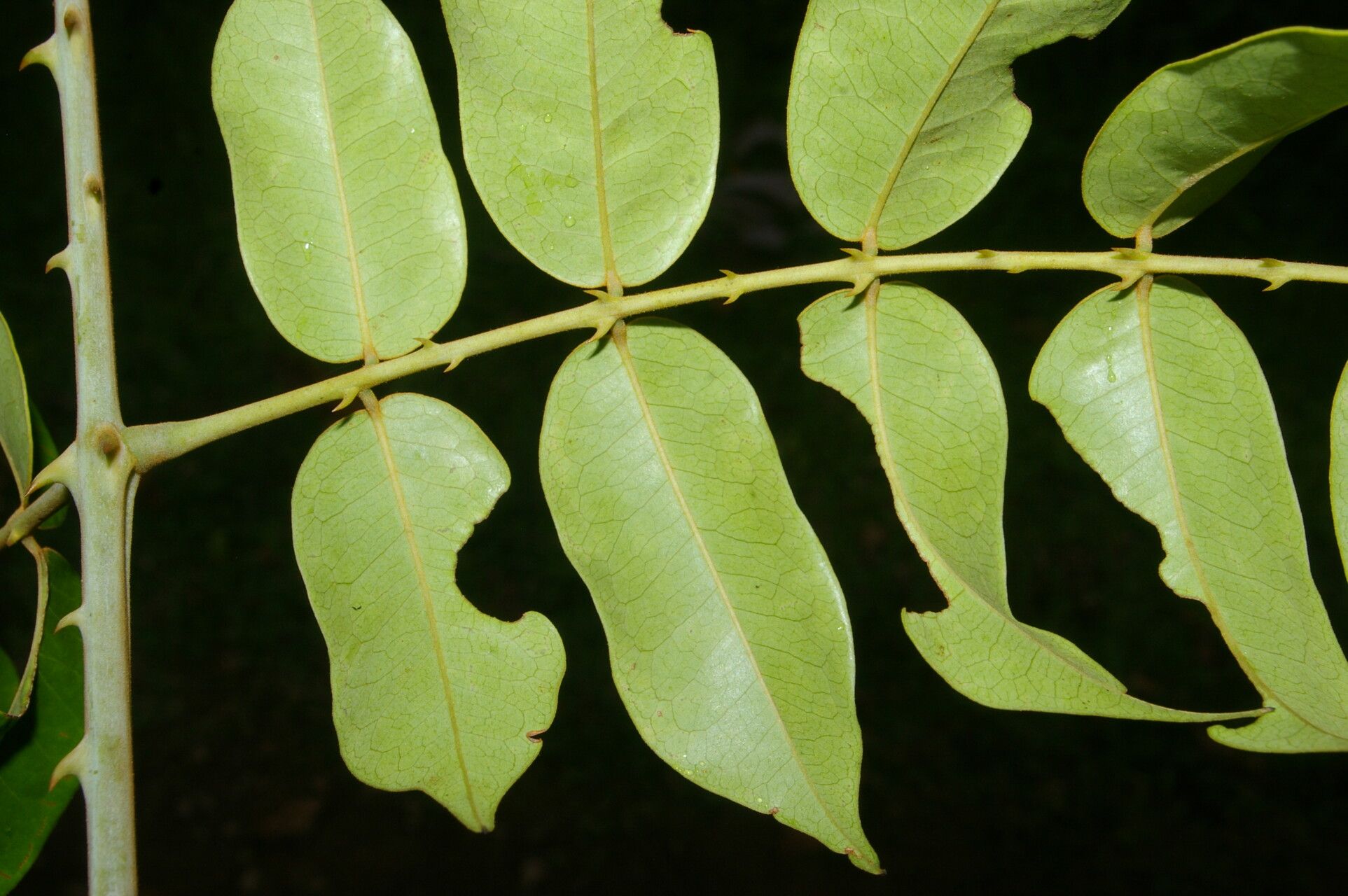 Guilandina urophylla leaf