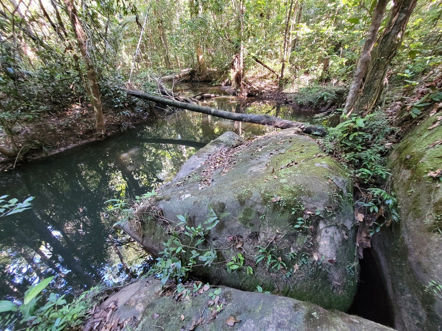 Pitcairnia rubiginosa habit