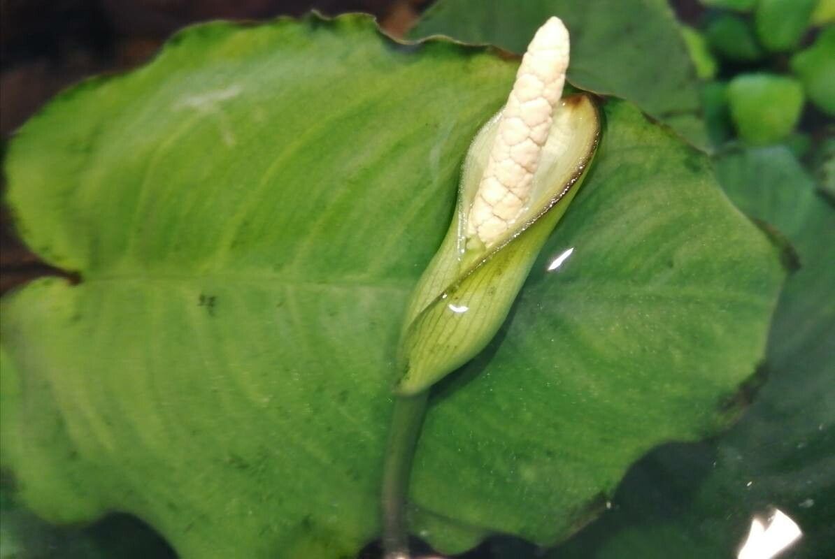 Anubias barteri flower