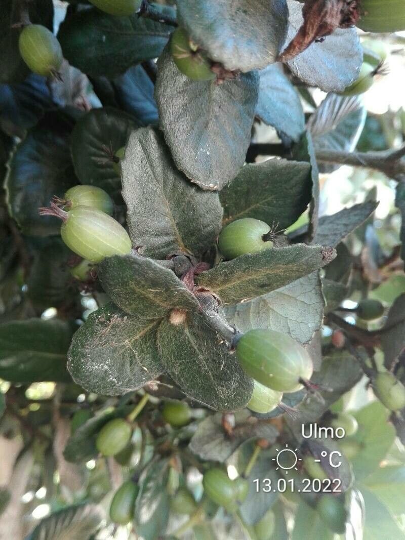 Eucryphia cordifolia fruit
