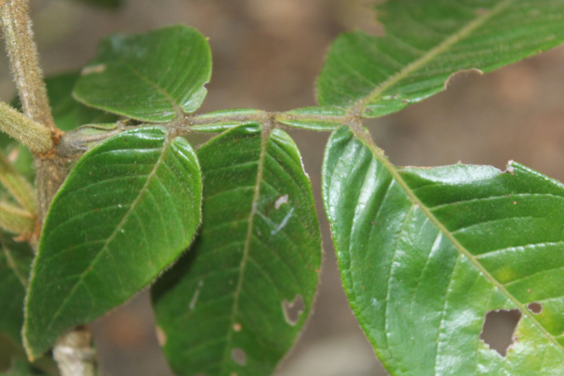 Inga herrerae — houseplant care guide