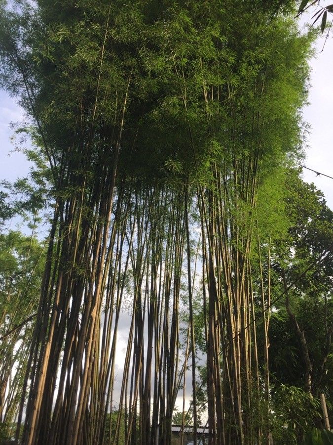 Thyrsostachys siamensis — search result for 'Laos'