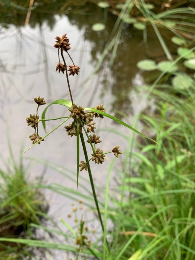 Scirpus cyperinus leaf