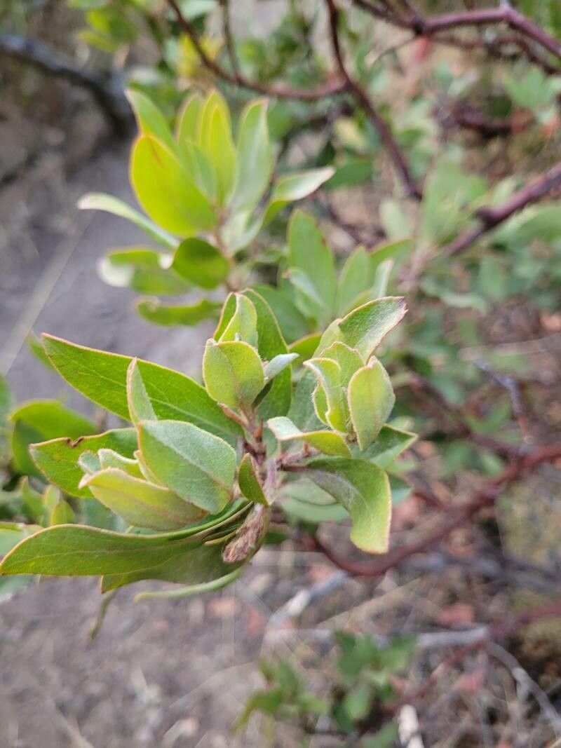 Arctostaphylos columbiana — search result for 'Arctostaphylos'