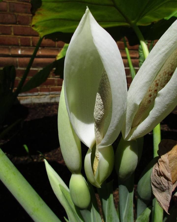 Colocasia gigantea flower