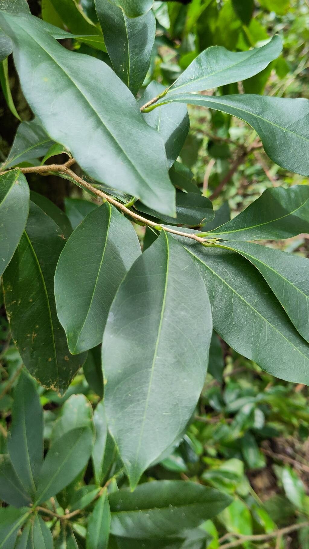 Cestrum citrifolium leaf