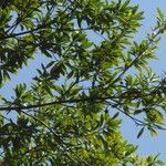 Elaeocarpus angustifolius