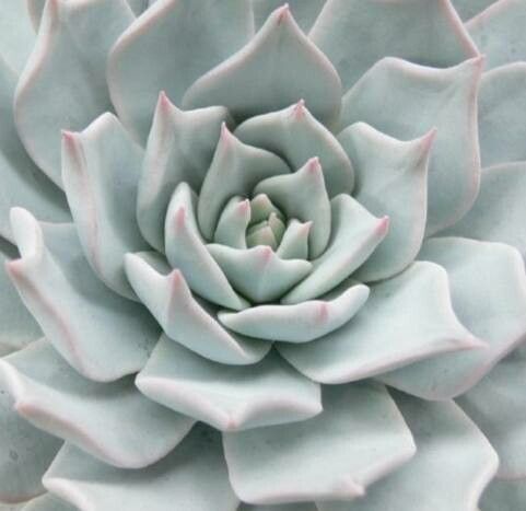 Echeveria desmetiana leaf