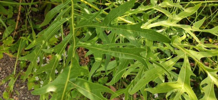 Silphium laciniatum — medical plant houseplant