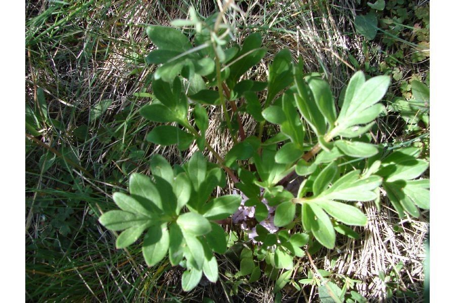 Hydrophyllum capitatum habit