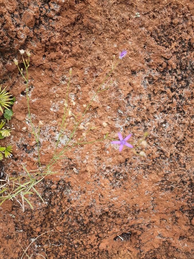 Wahlenbergia abyssinica flower