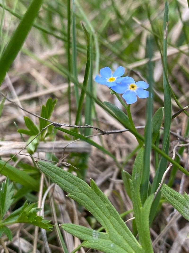 Myosotis asiatica — houseplant care guide