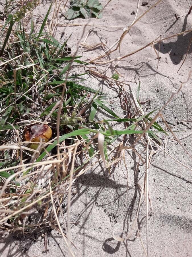 Cenchrus echinatus leaf