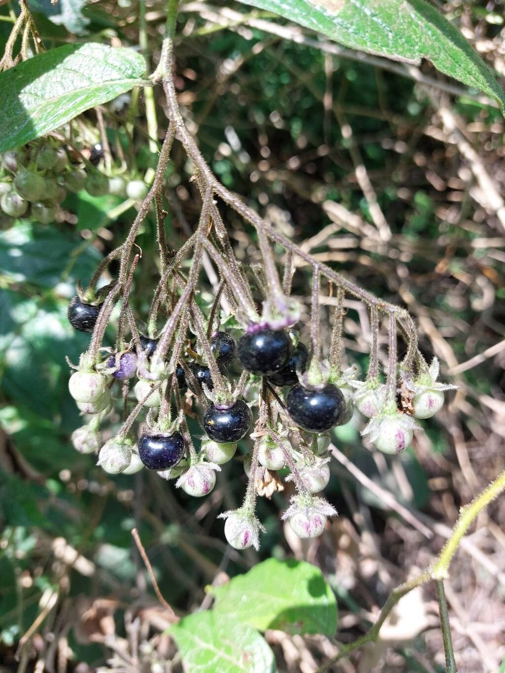 Solanum concinnum fruit