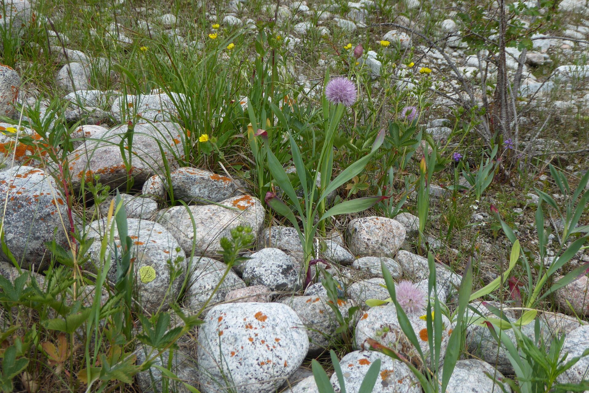 Allium platyspathum habit