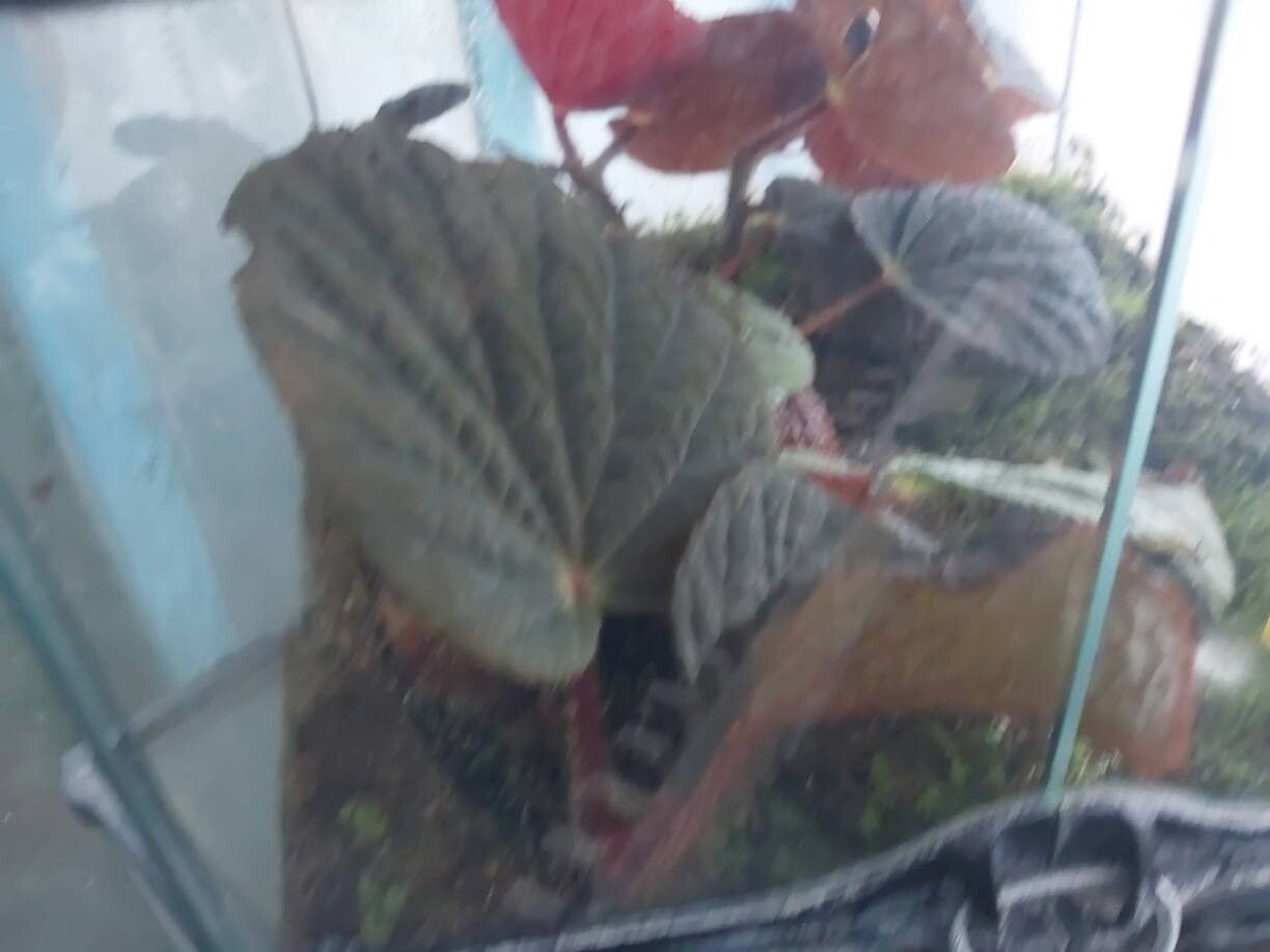 Begonia aketajawensis leaf