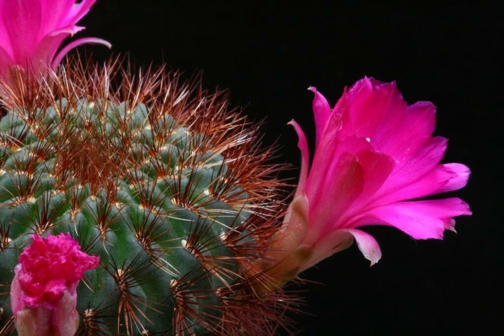 Rebutia tiraquensis flower