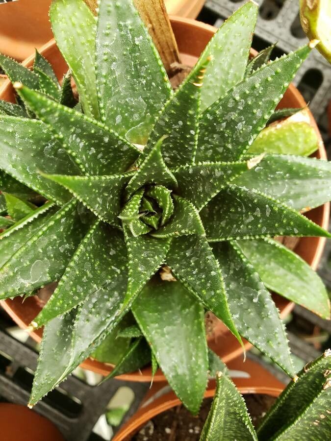 Gasteria acinacifolia