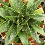 Gasteria acinacifolia