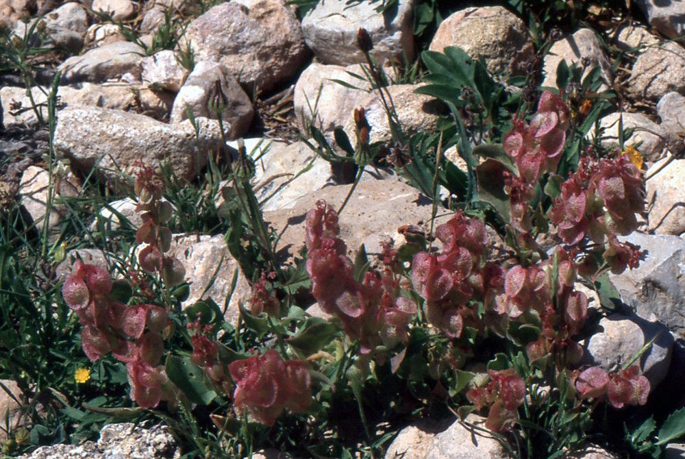 Rumex papilio habit