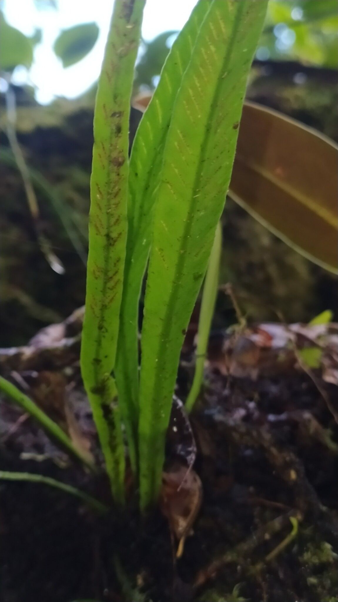 Asplenium angustum leaf