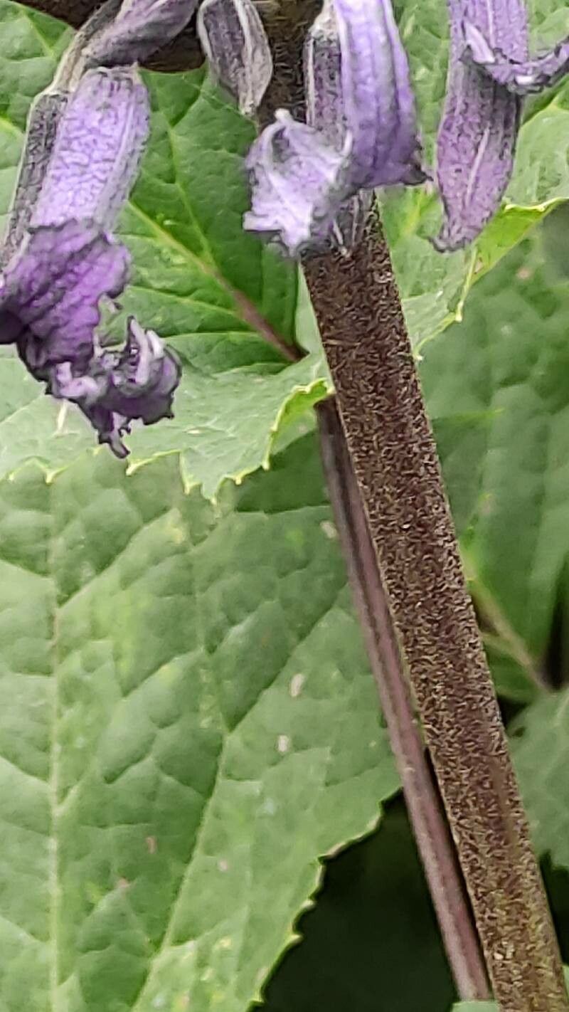 Clematis heracleifolia bark