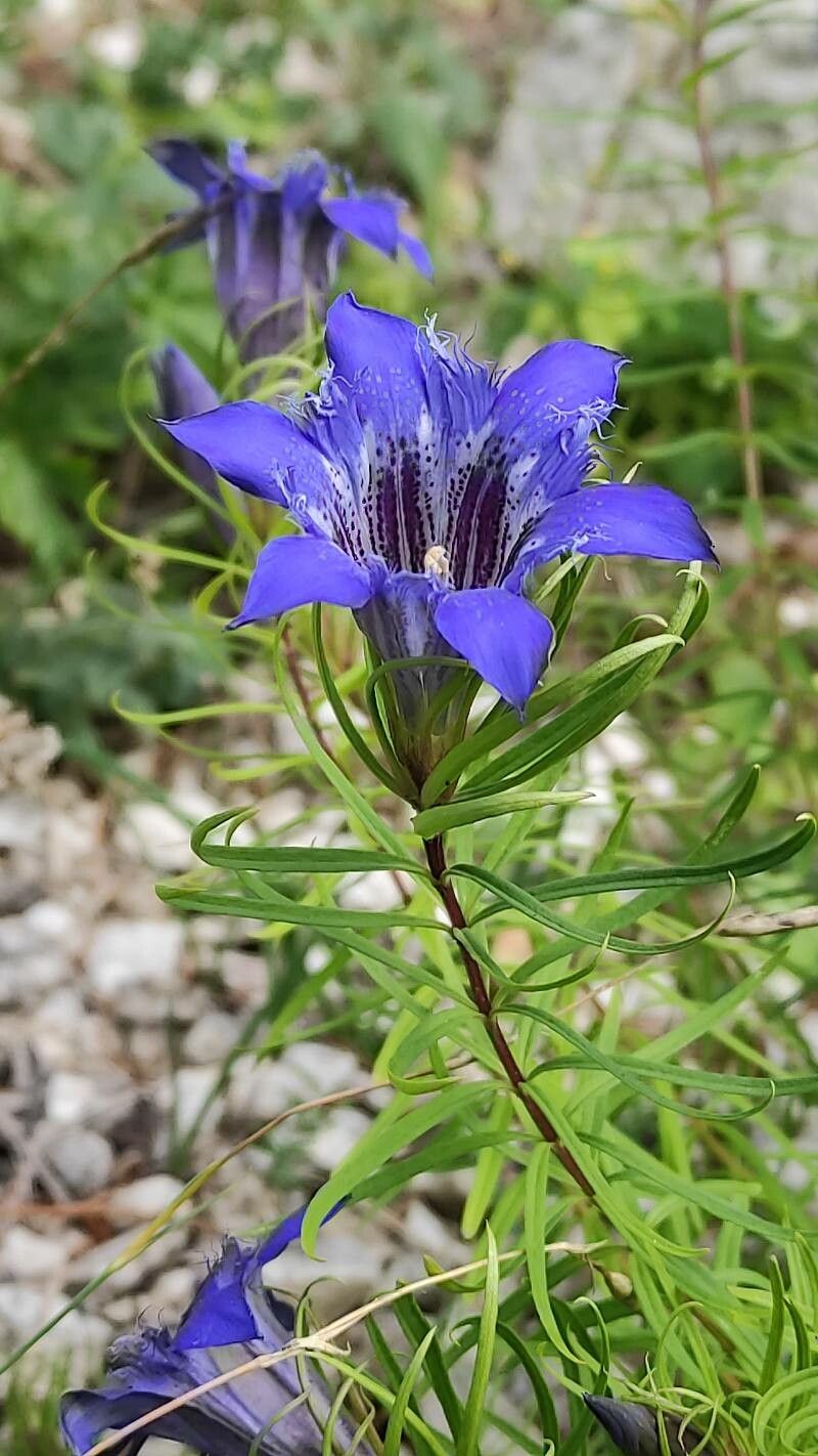 Gentiana paradoxa flower