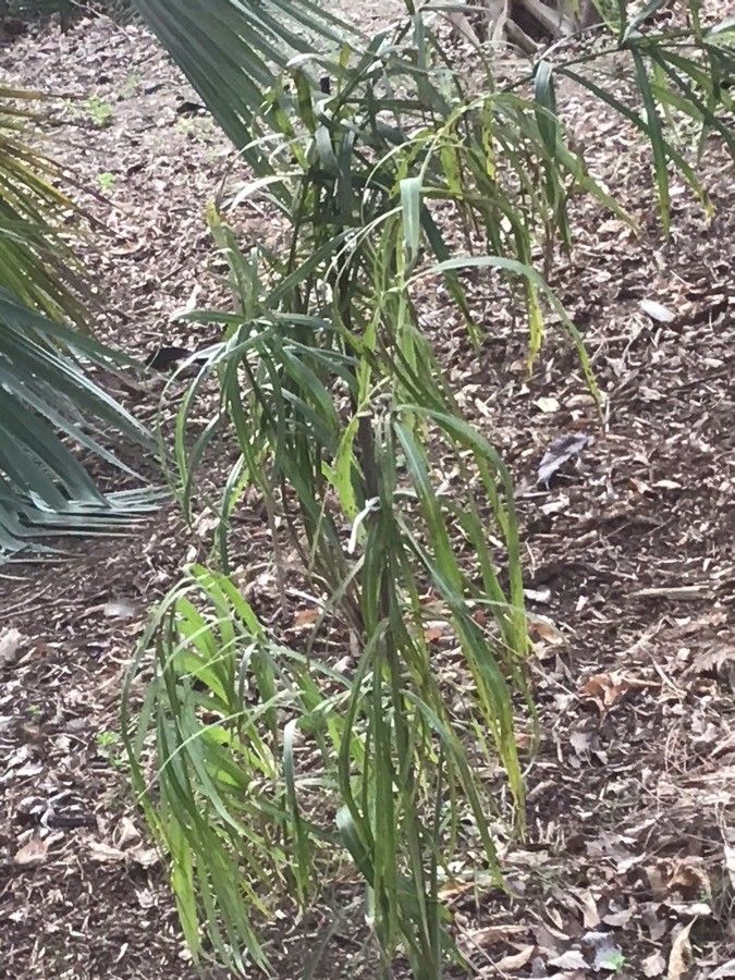 Allagoptera arenaria — houseplant care guide