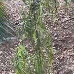 Allagoptera arenaria