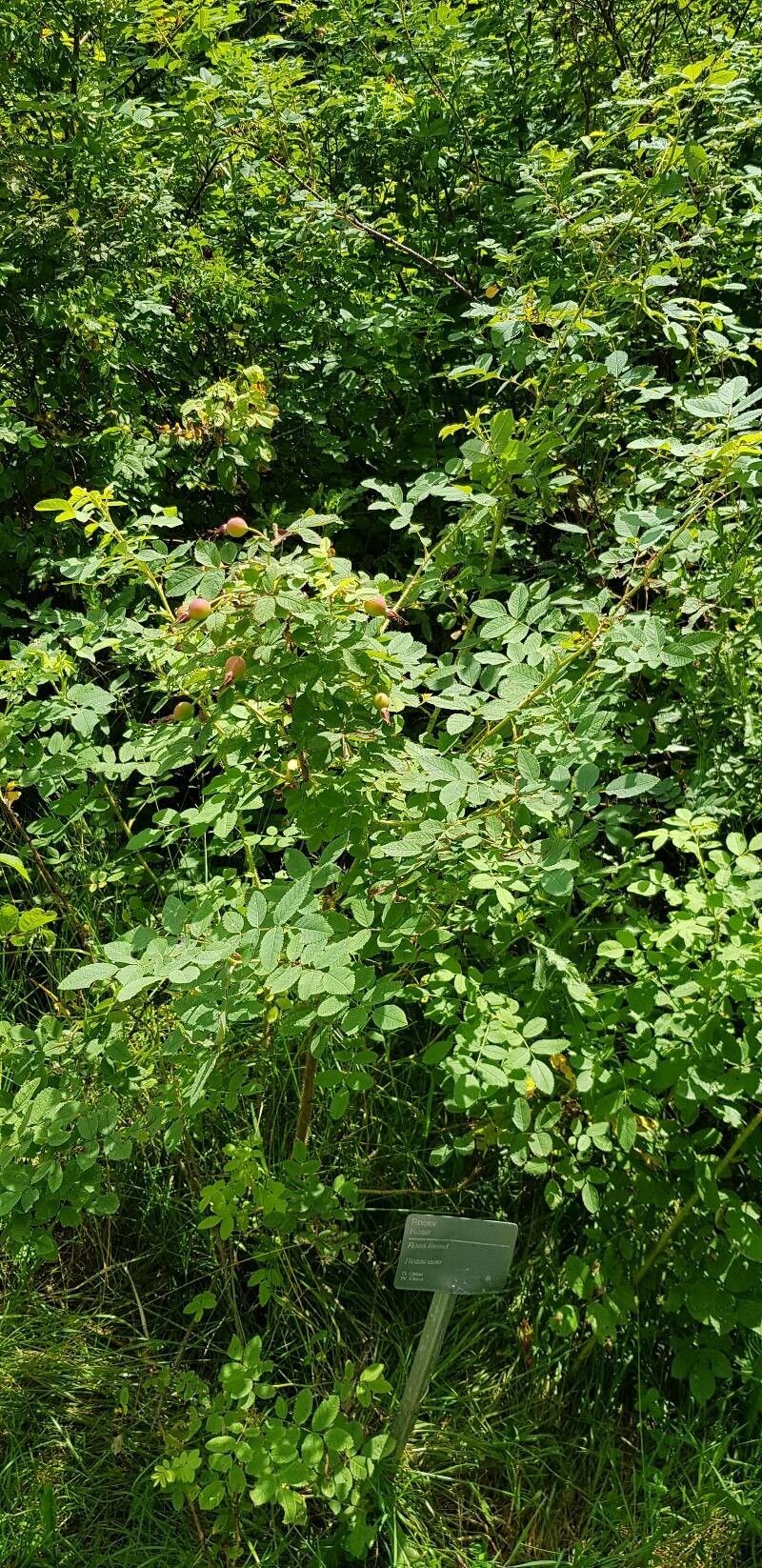Rosa farreri habit