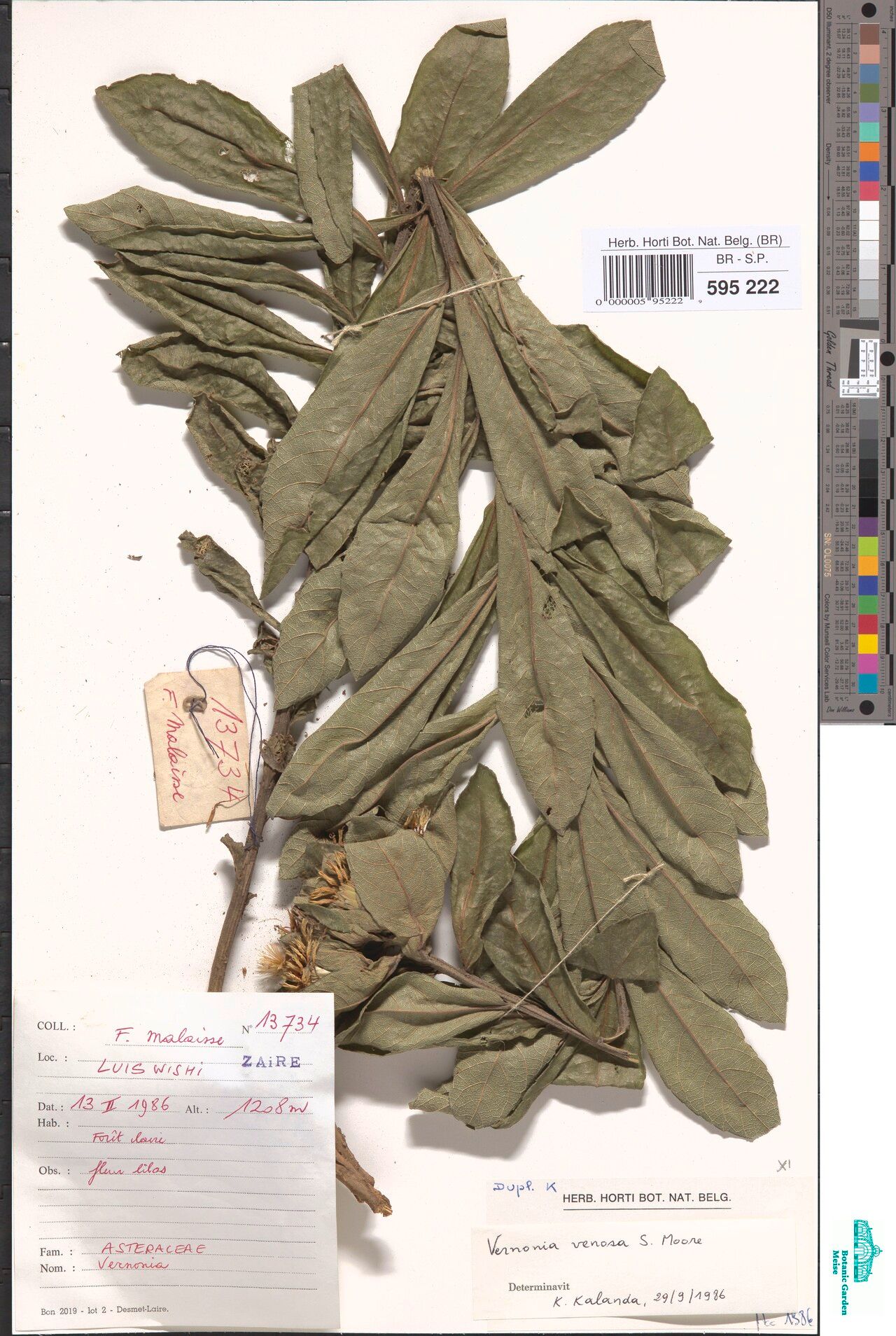 Vernonia retifolia — houseplant care guide