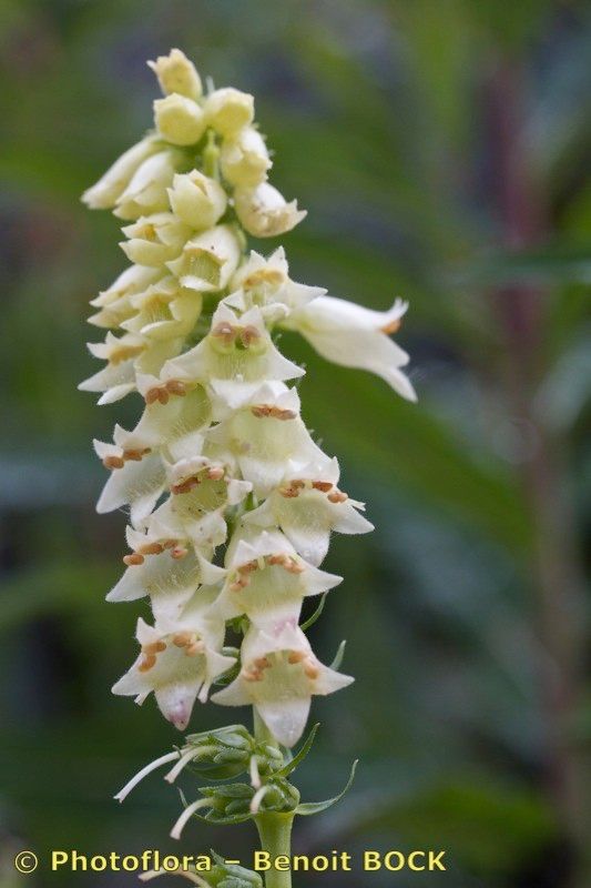 Digitalis × media — search result for 'Digitalis'