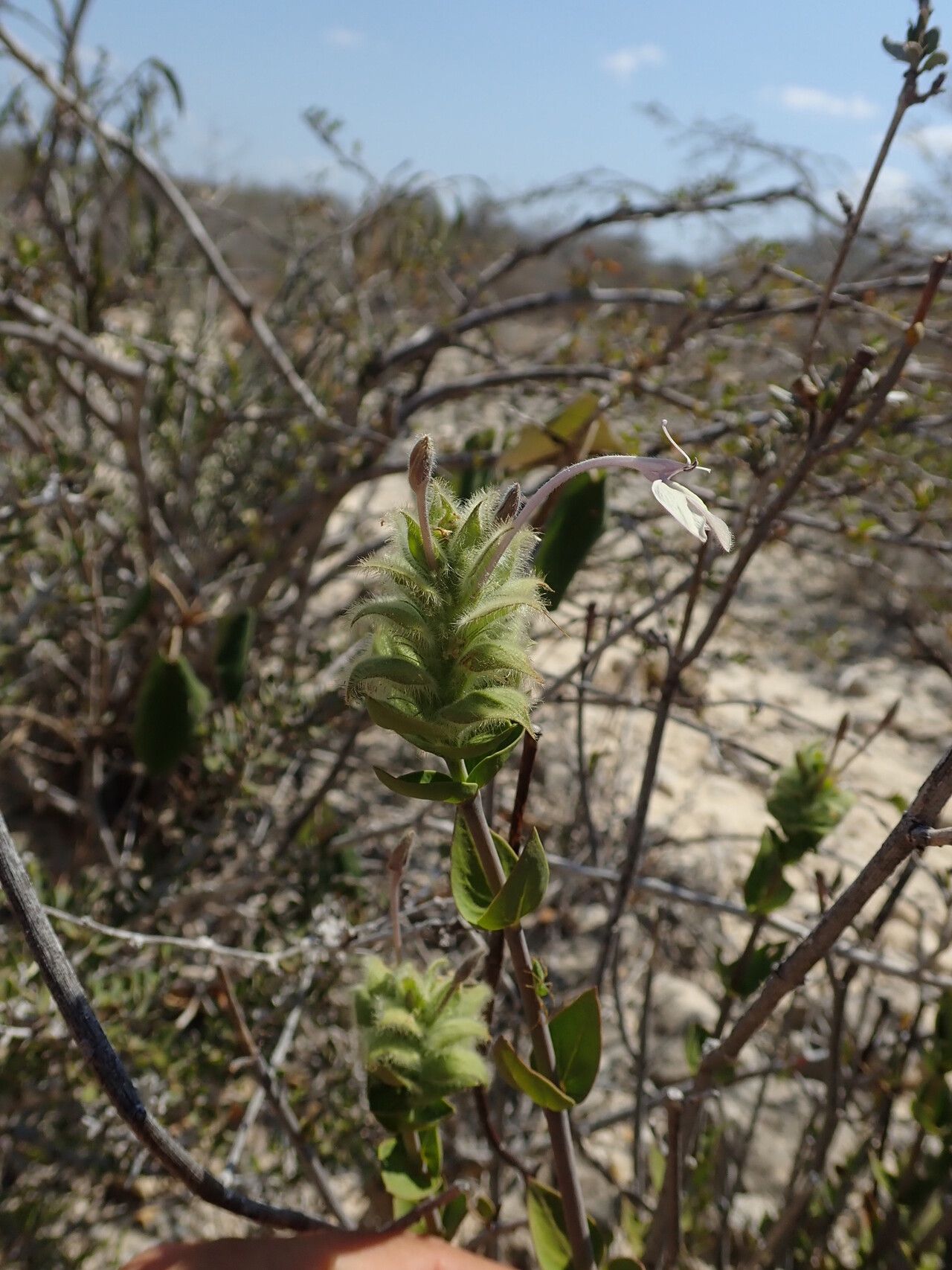 Ecbolium fimbriatum flower