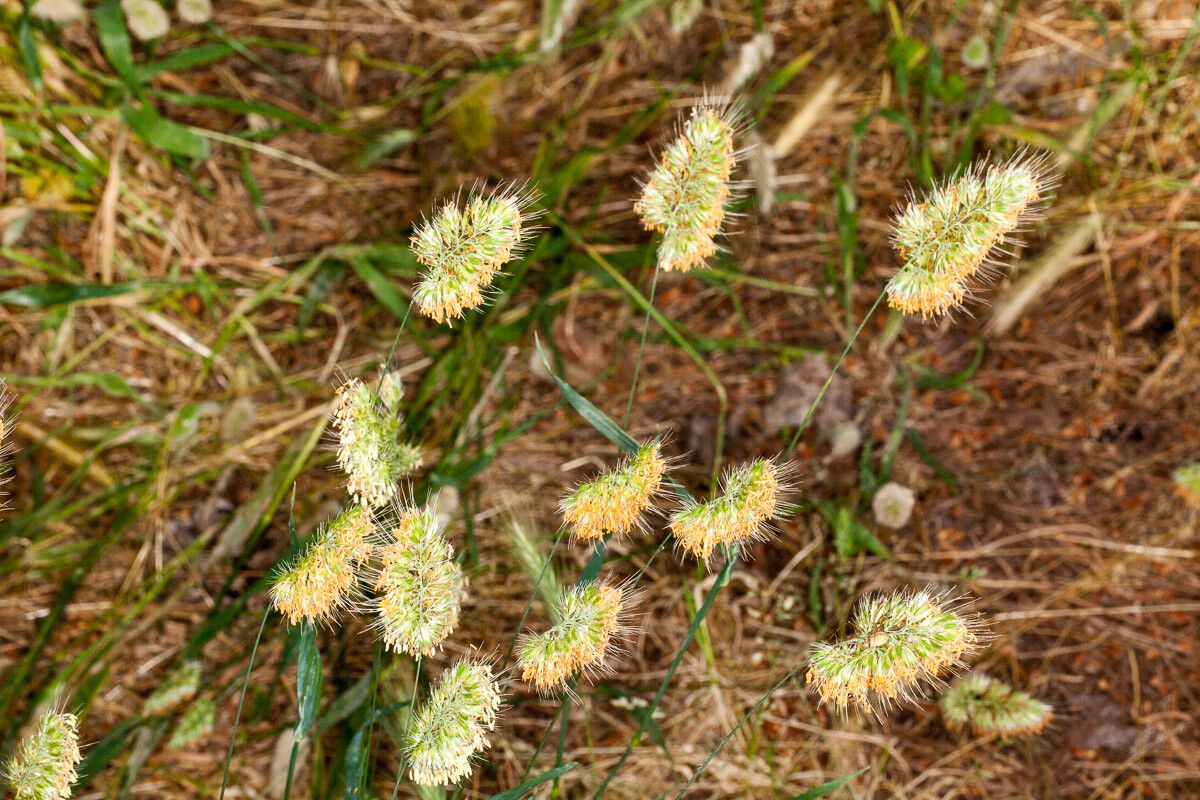 Cynosurus echinatus — related species from the same genus