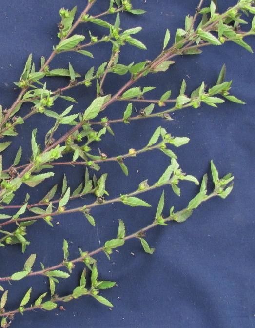 Sida hyssopifolia other