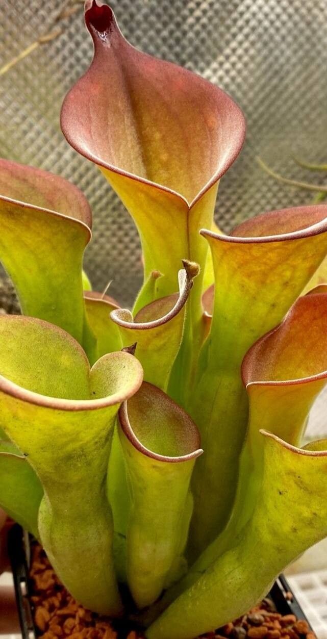 Heliamphora folliculata — related species from the same genus
