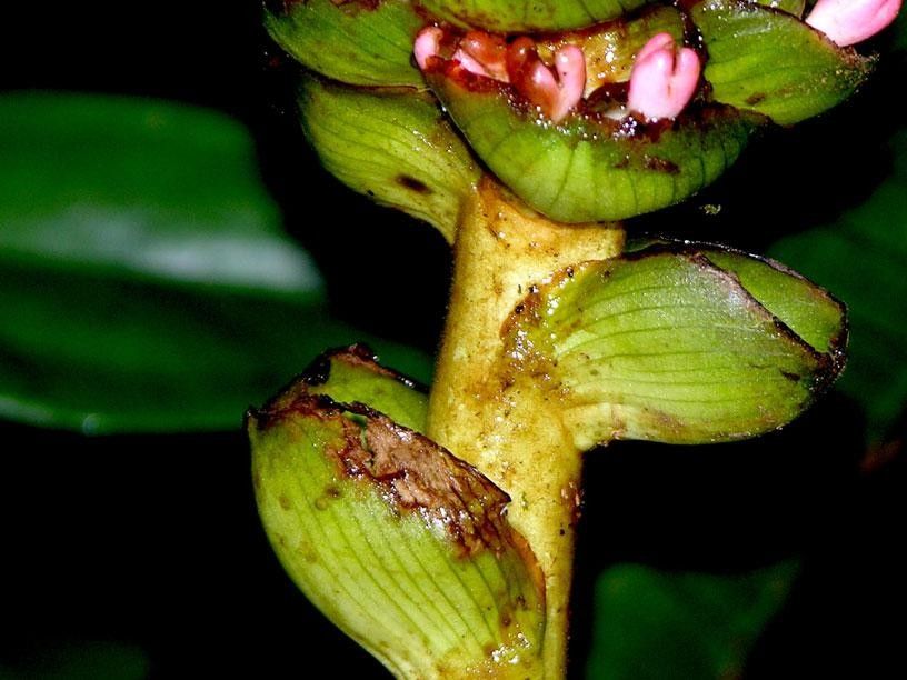 Renealmia costaricensis fruit