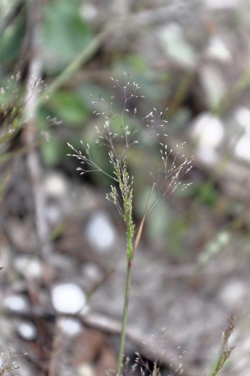 Agrostis tenerrima habit