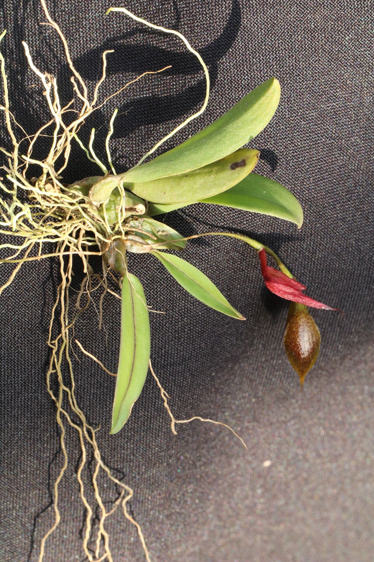 Bulbophyllum dolabriforme — houseplant care guide