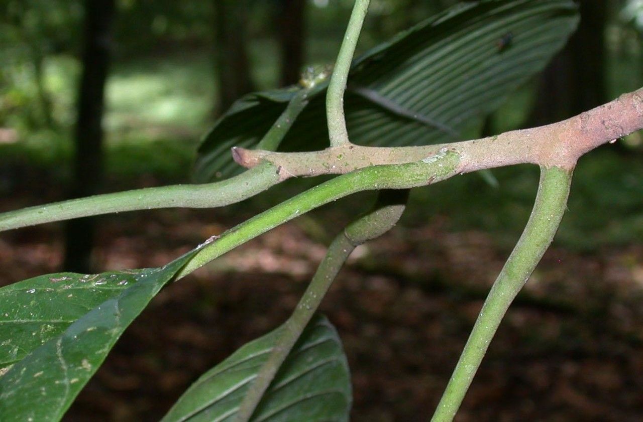 Pouteria leptopedicellata bark
