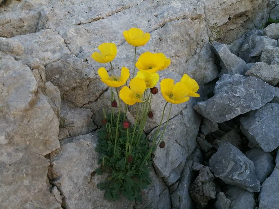 Papaver rhaeticum flower