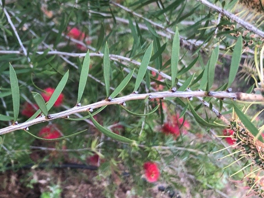 Callistemon linearis — search result for 'Myrtaceae'